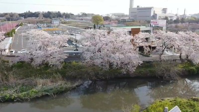 桜20200327.jpg